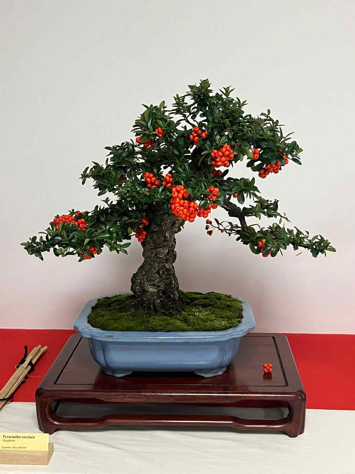 Bonsai Piracanta